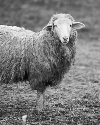 red hook selective focus grayscale photography of lamb grey